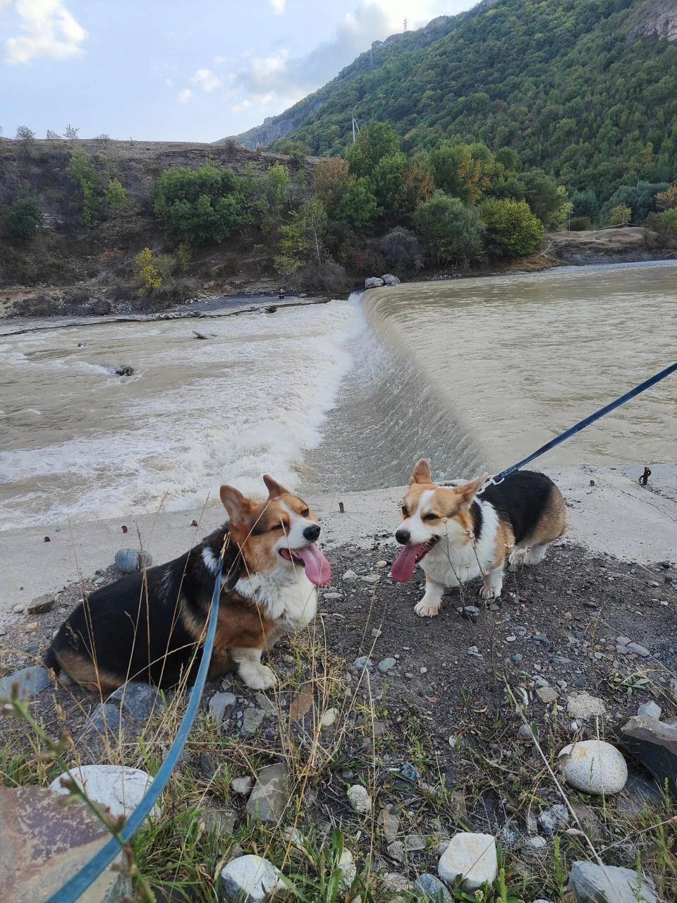 Собаньки на Кавказе